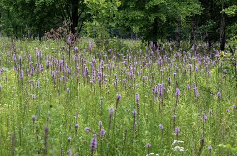 Study finds climate warming directly affects the makeup of plant communities